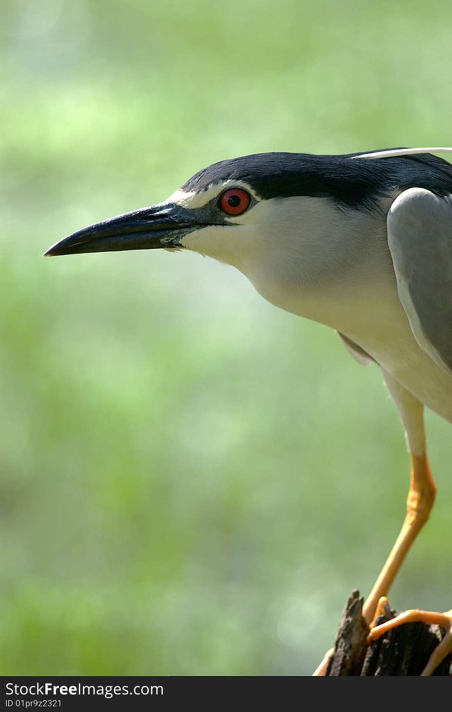 This bird remains motionless for several minutes before the capture prey. This bird remains motionless for several minutes before the capture prey