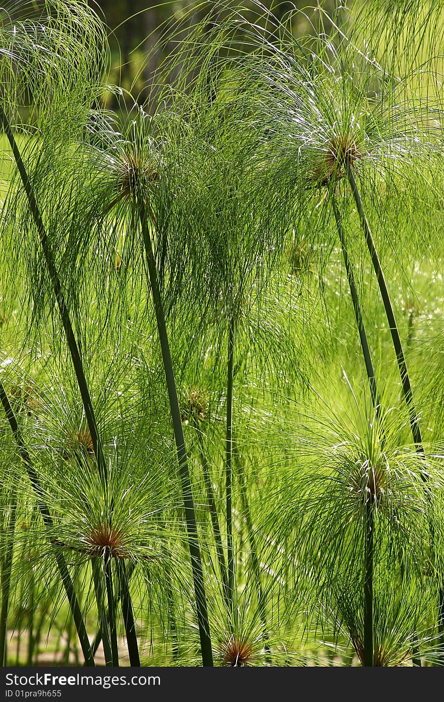 Nature in the central zone of Mexico. Nature in the central zone of Mexico