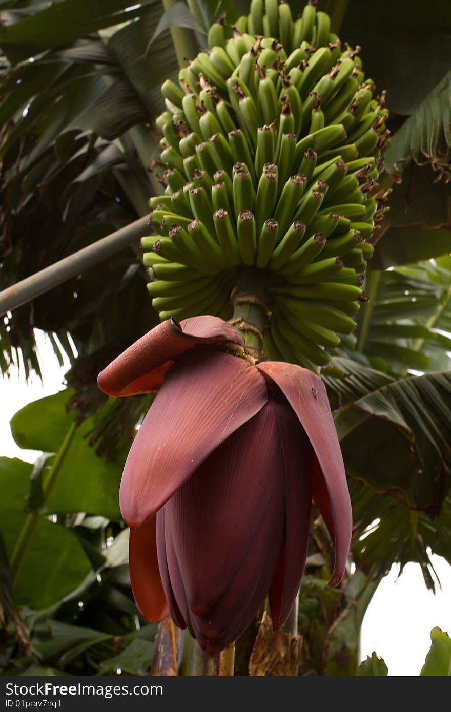 Banana plant with green leaves and a pink knob