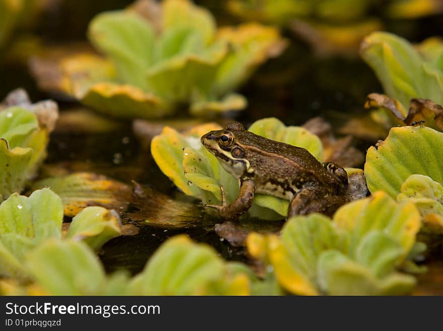 Frog from the side