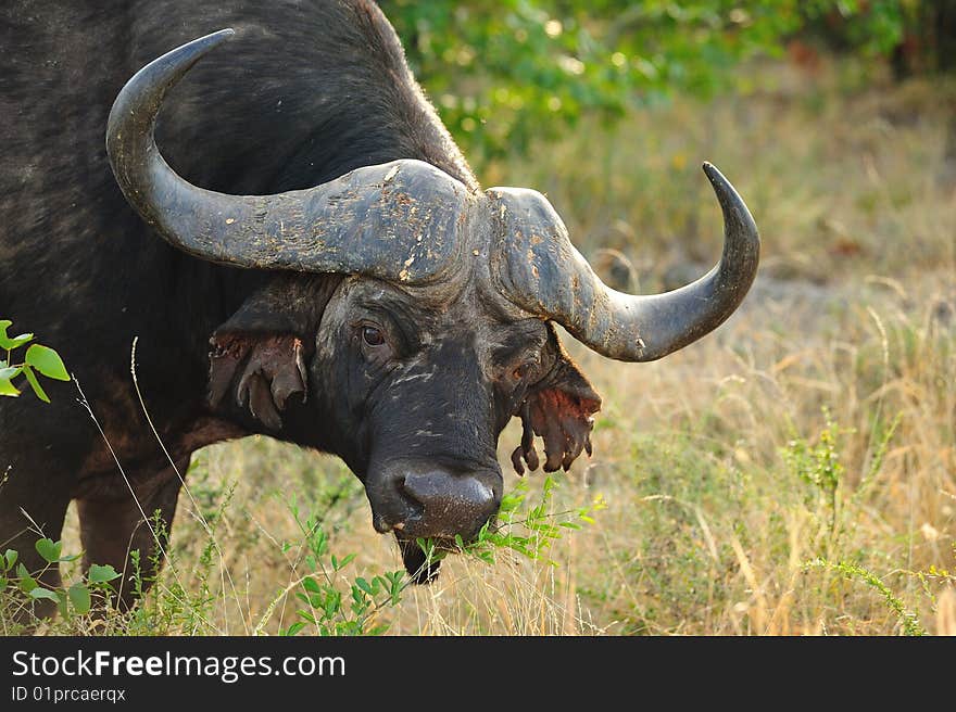 The African buffalo (Syncerus caffer) is one of the most successful grazers in Africa. It lives in swamps, floodplains as well as mopane grasslands and forests of the major mountains of Africa.