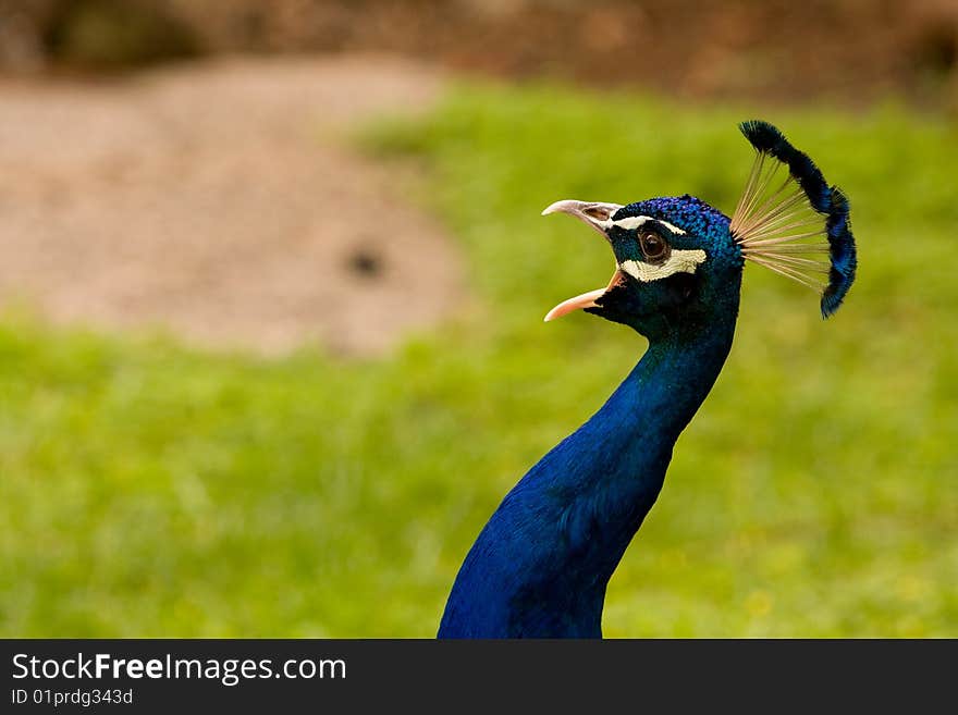 Peacock shouting