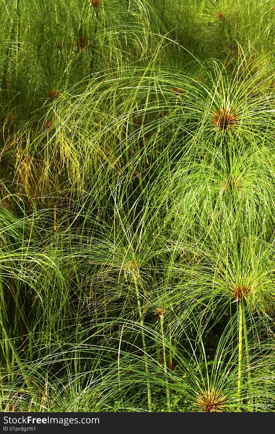 Nature in the central zone of Mexico. Nature in the central zone of Mexico