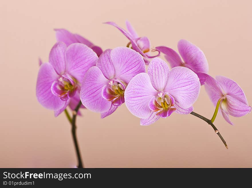 Beautiful orchid