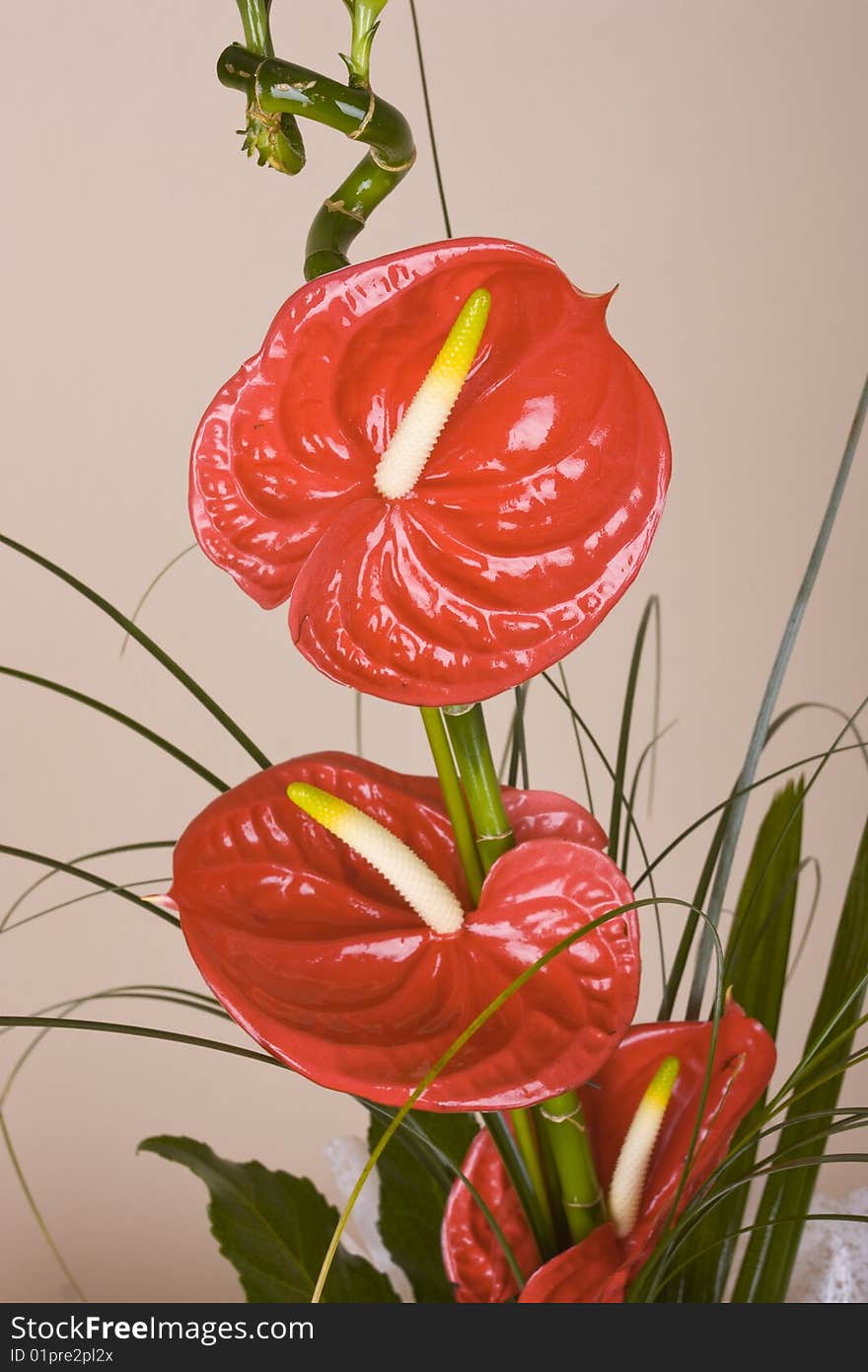 Beautiful flower gerbera