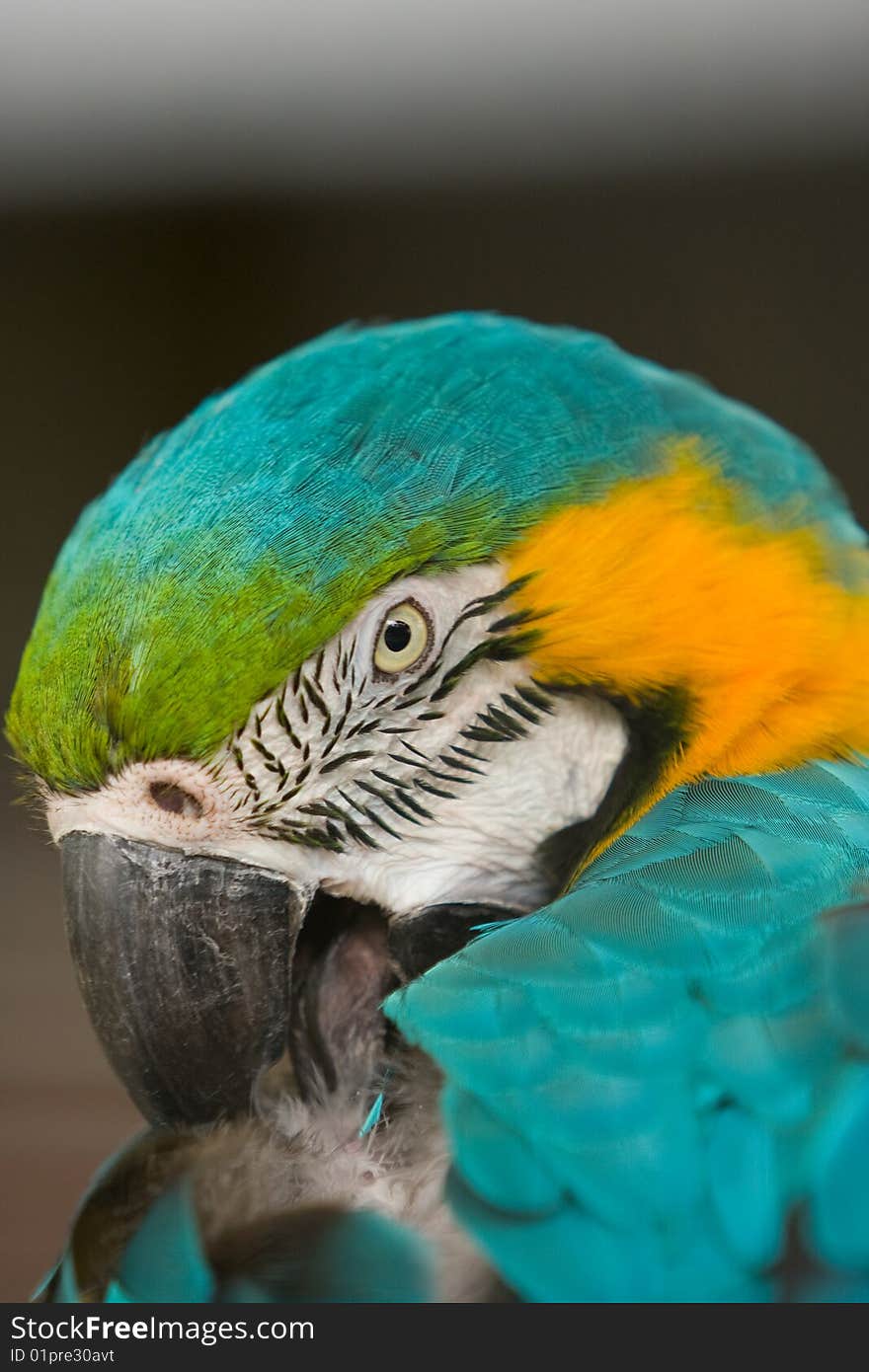 Parrot portrait