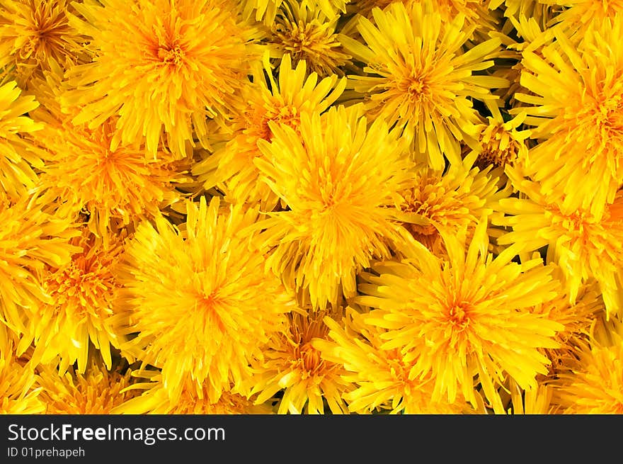 A lot of fresh yellow flowers dandelions for background