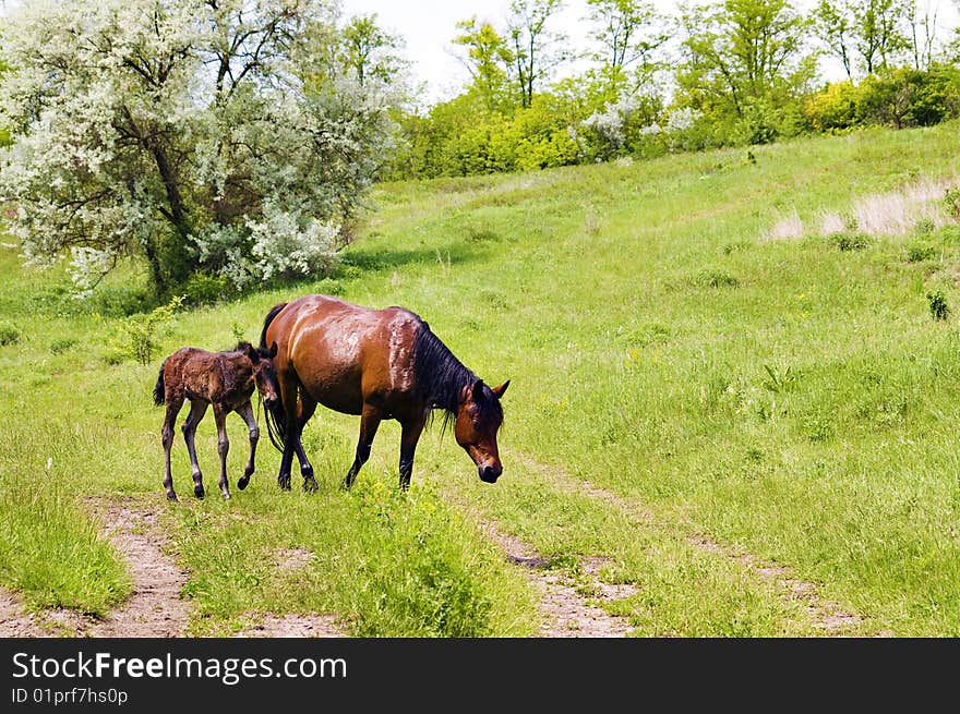 Wild steppe horses mother with child on graze background