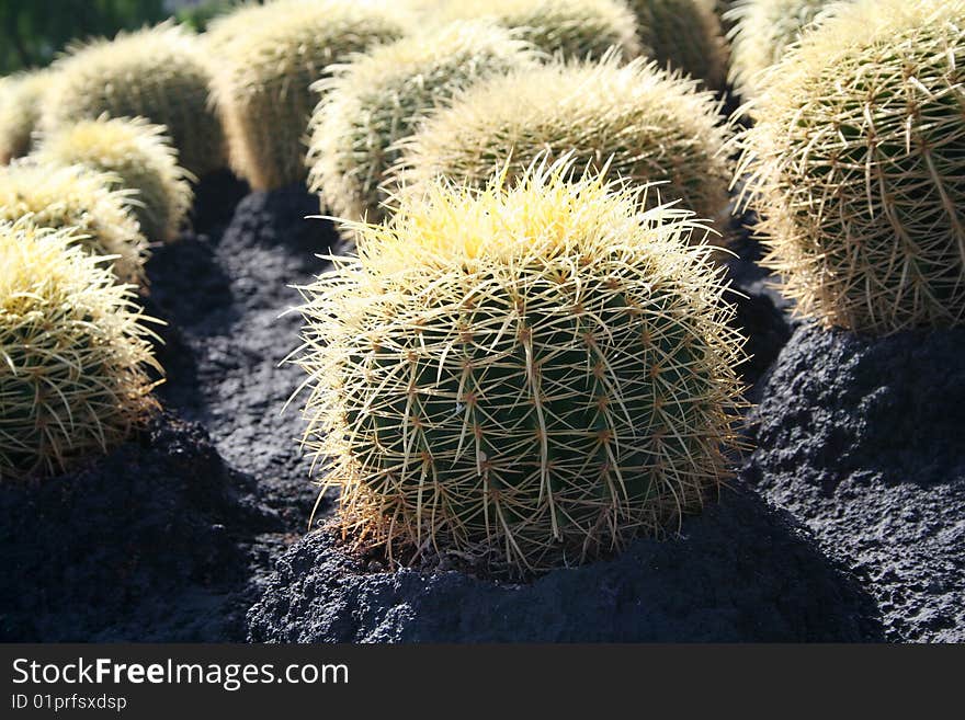 Tropical green cactus in Tenerife island - cacti