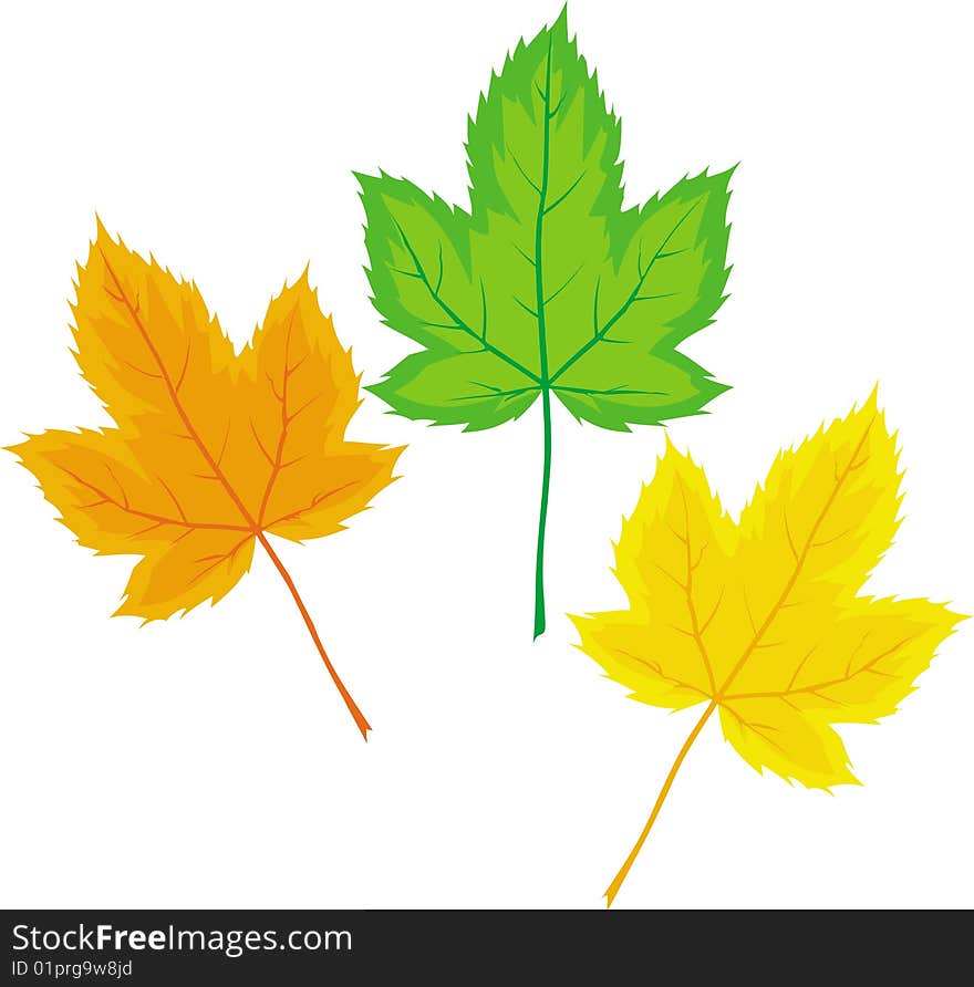 Maple leaves (Vector)