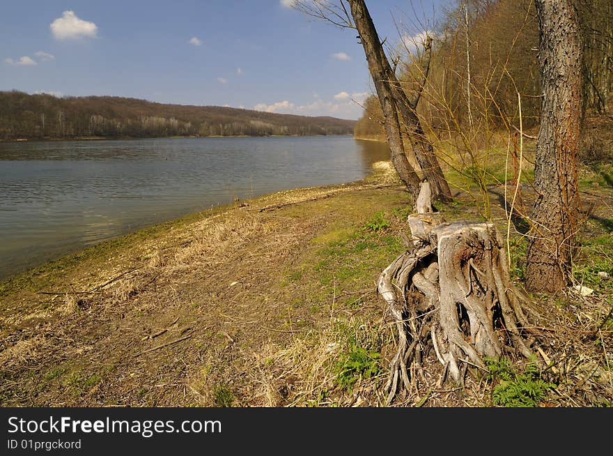 Old stump