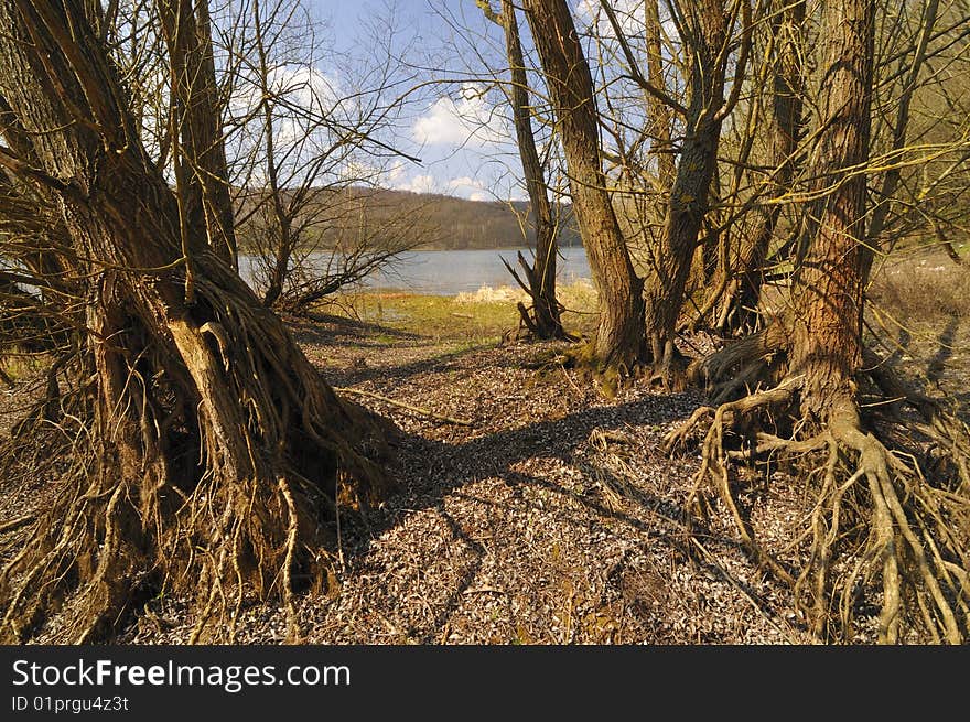 Old trees