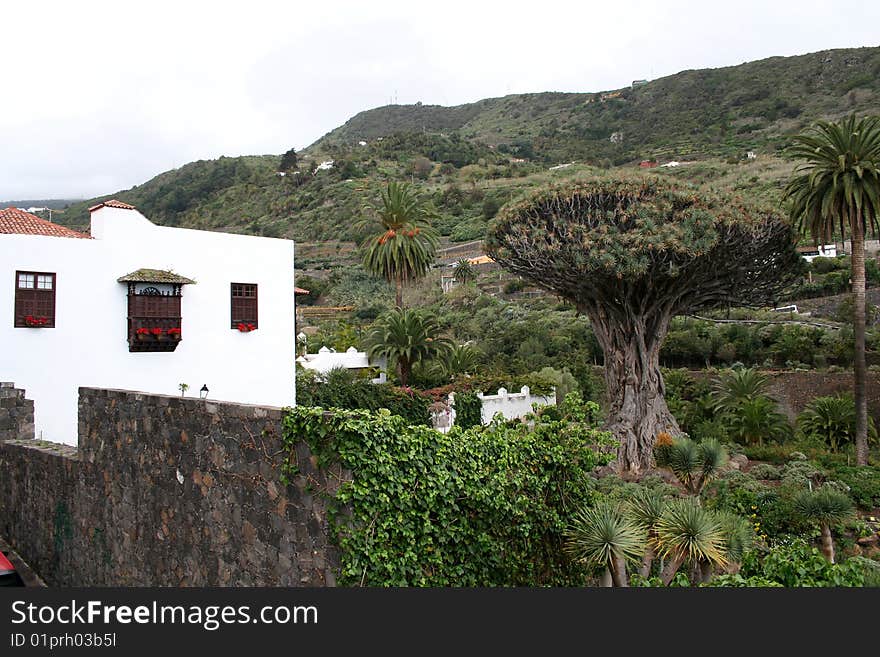 Icod De Los Vinos On Tenerife