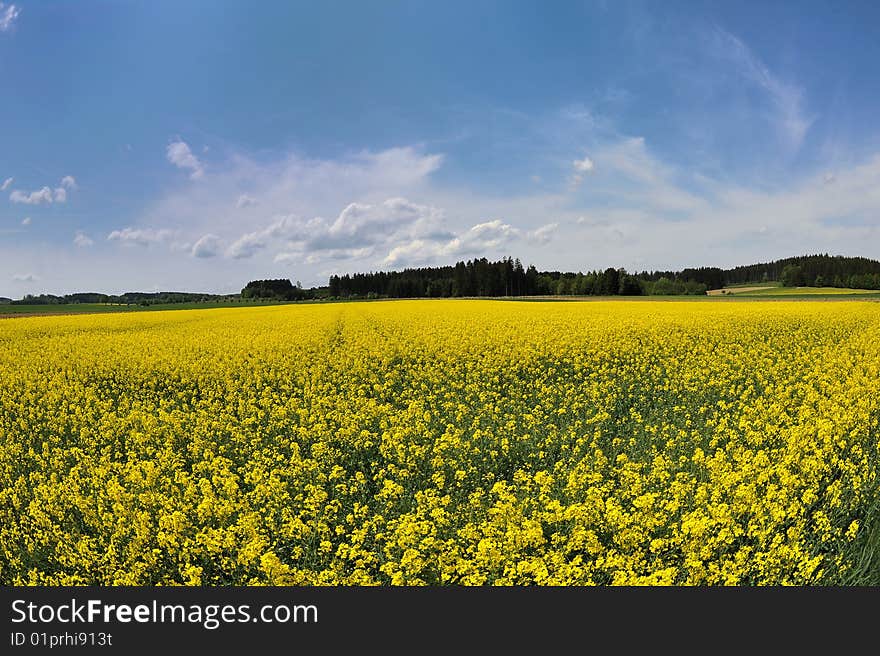 Landscape with Flowers and blue sky. Landscape with Flowers and blue sky