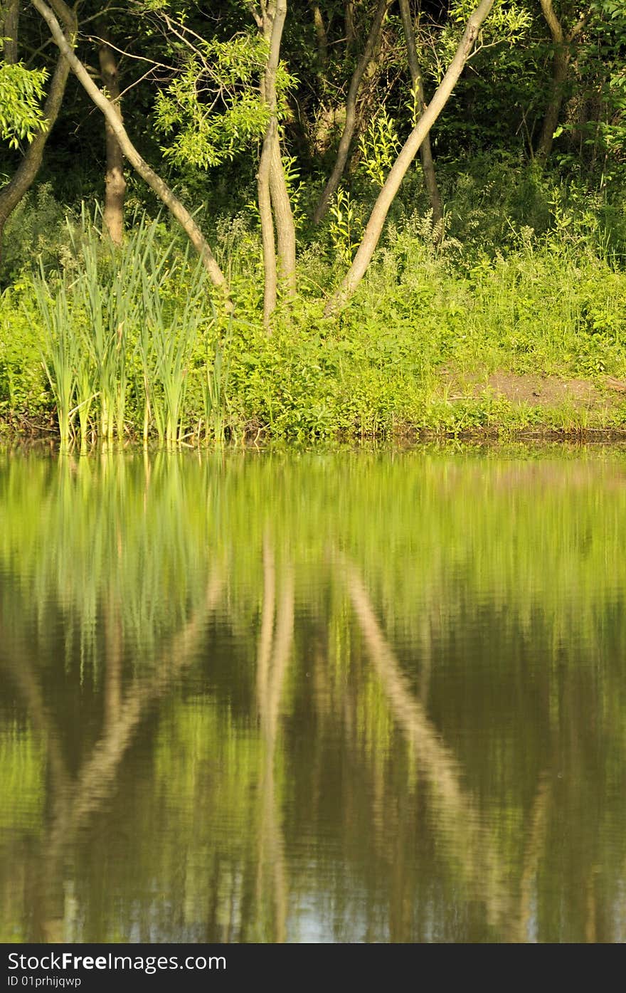 Reflection in water