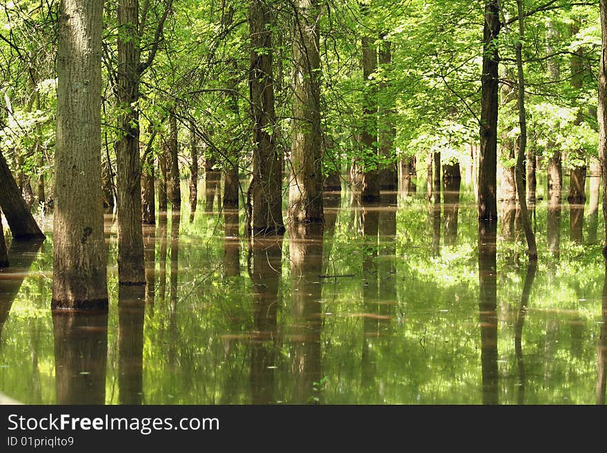 Tree Reflections