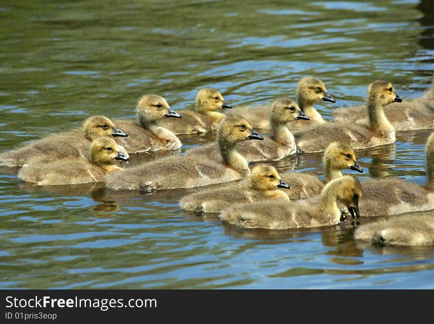 Goslings swimming