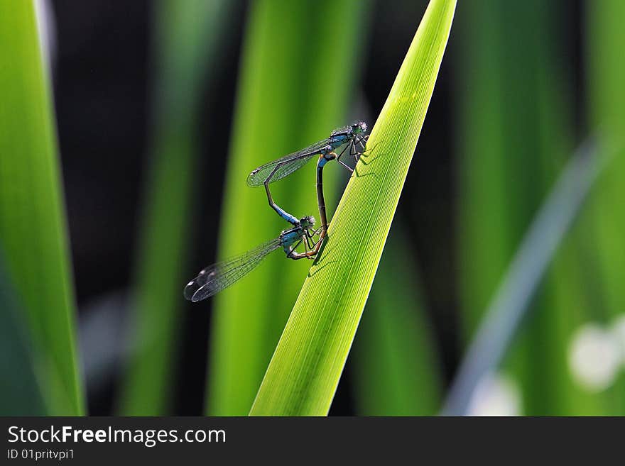 Dragon-Fly couple on a leaf