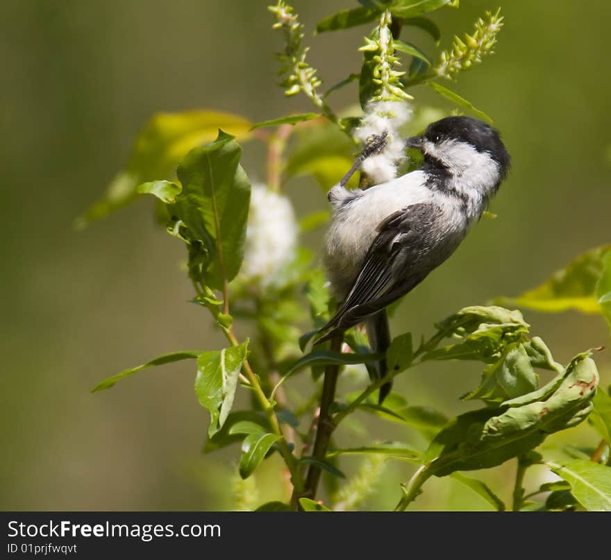 Coal tit black