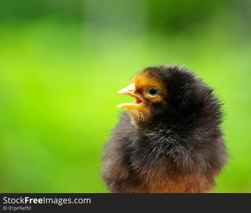 A chicken isolated on a green color