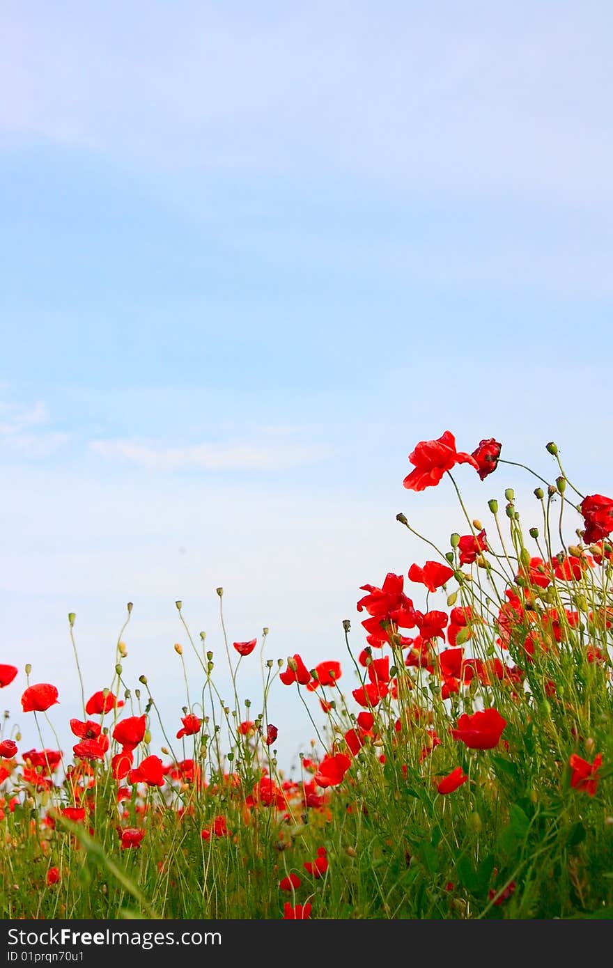 Poppy field background