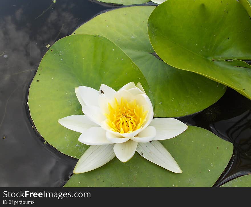 Water lily