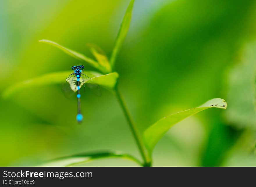 Common Blue Damselfly on very bright green background. Common Blue Damselfly on very bright green background.