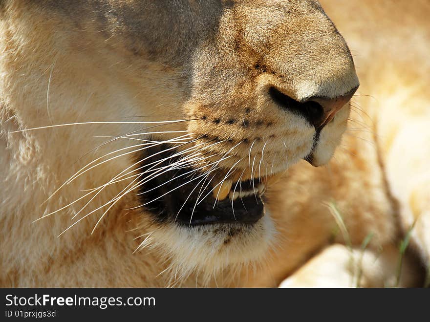 Lioness opened mouth