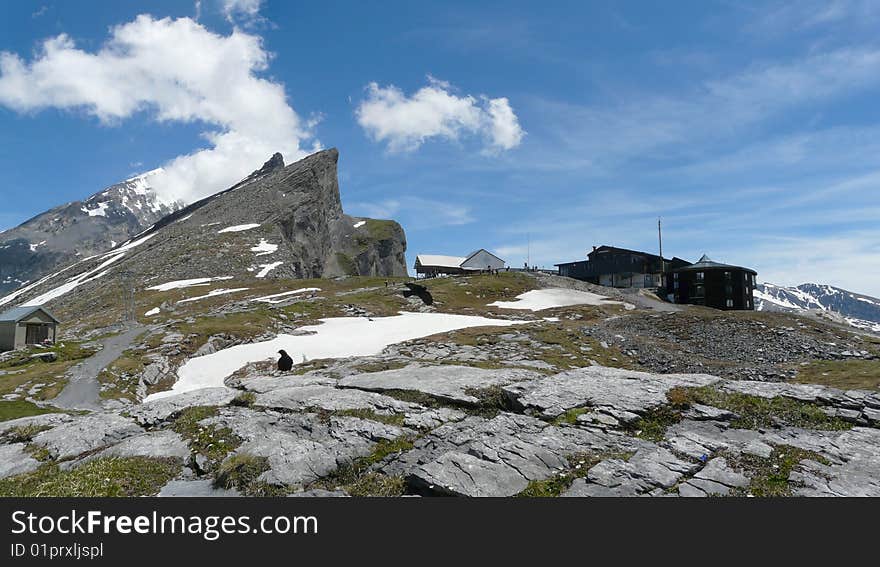 Crows flying around in a mountain landscape