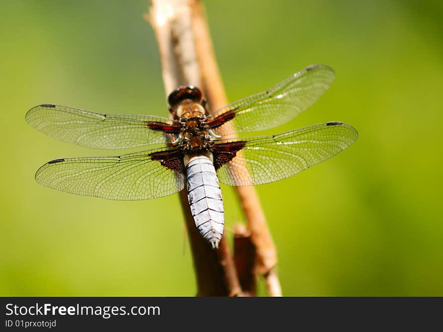 Dragonfly on blurred green background. Dragonfly on blurred green background.