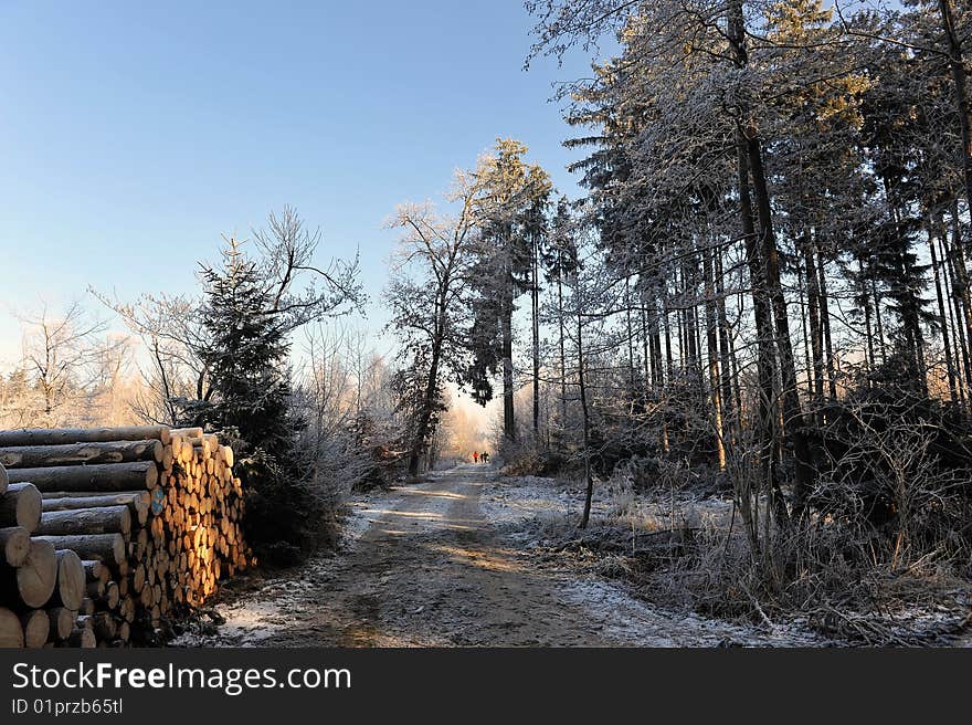 Snow covered trees