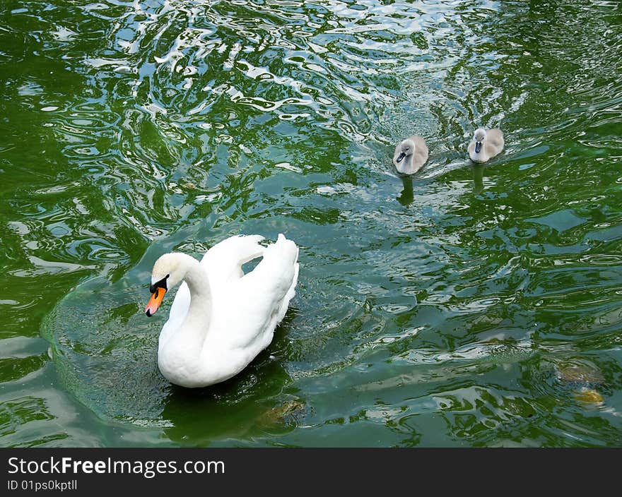 Swam family over green water outdoor swimming. Swam family over green water outdoor swimming