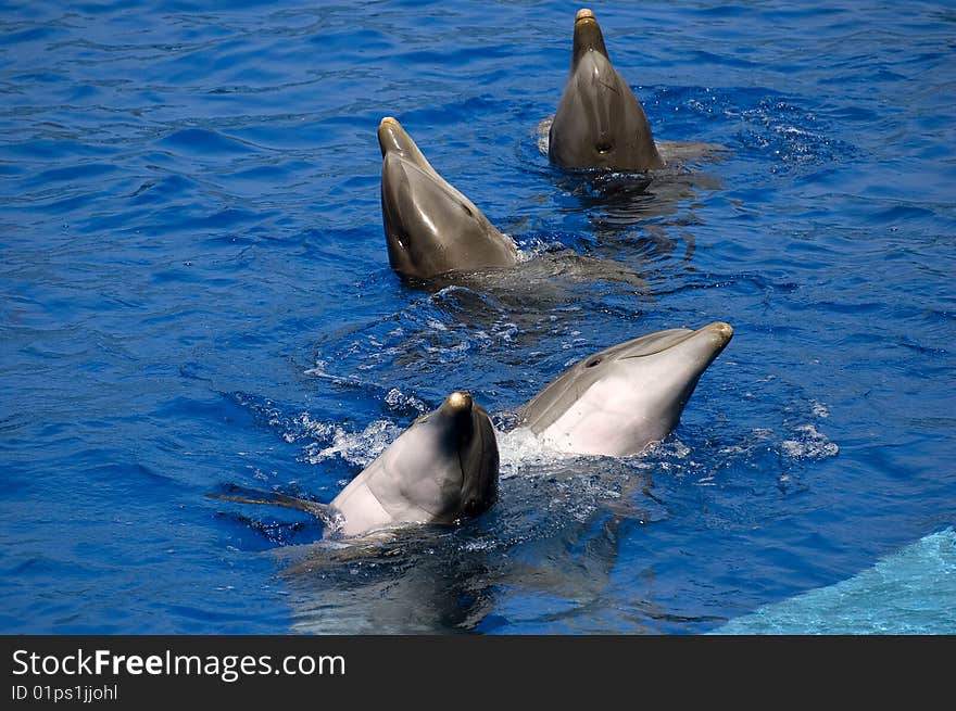 Four nice dolphins in water. Four nice dolphins in water