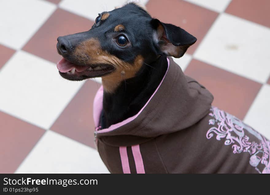 Beautiful Small Dog Waching On You