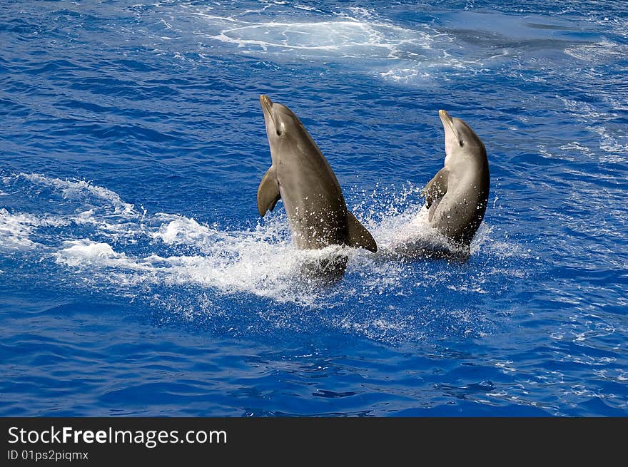 Two nice dolphins in the water. Two nice dolphins in the water