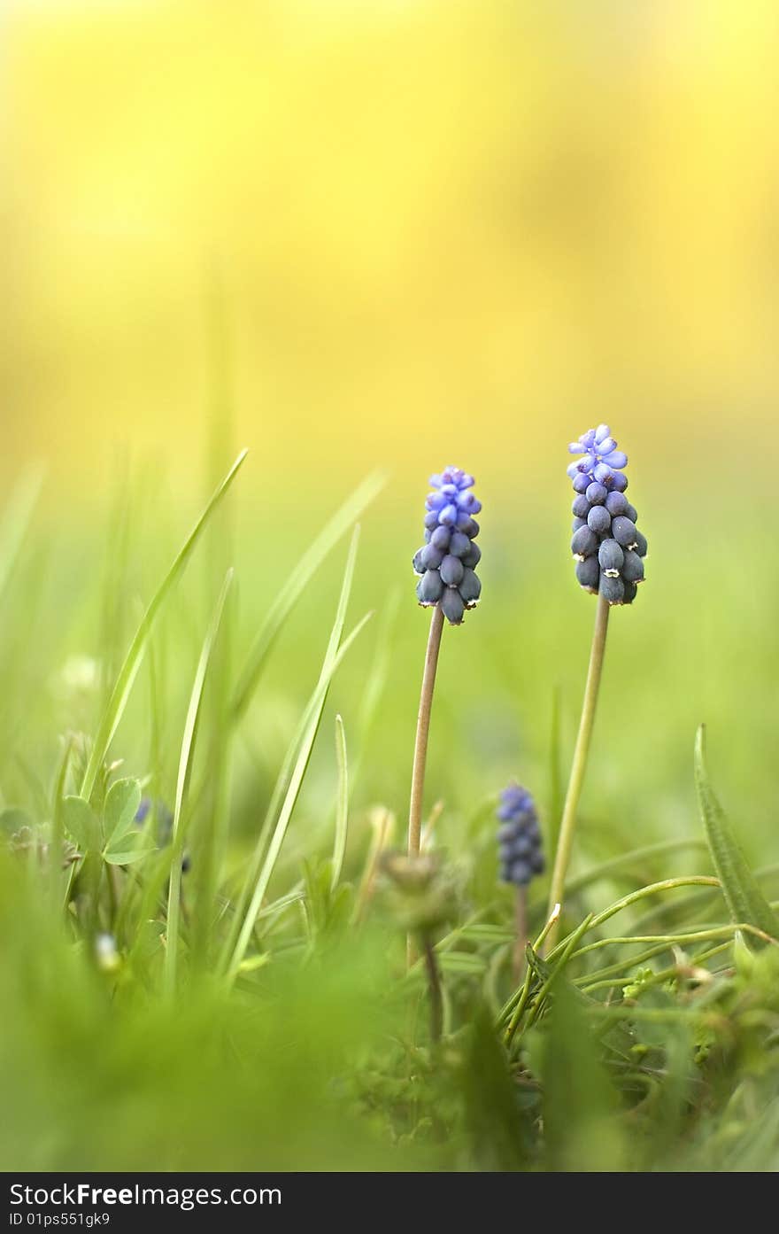 Muscari flowers on a beautiful green field