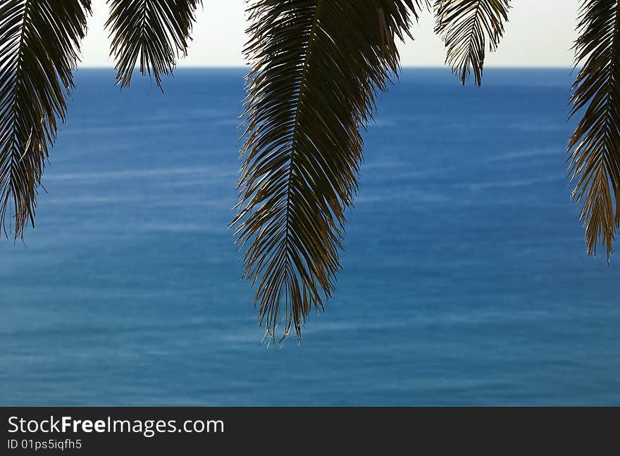 Branch of a palm on the sea