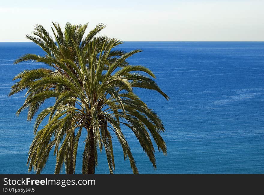 Two palms in front of the sea