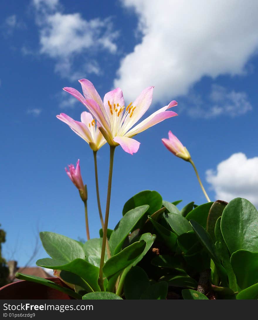 Pink Tweedia Flower