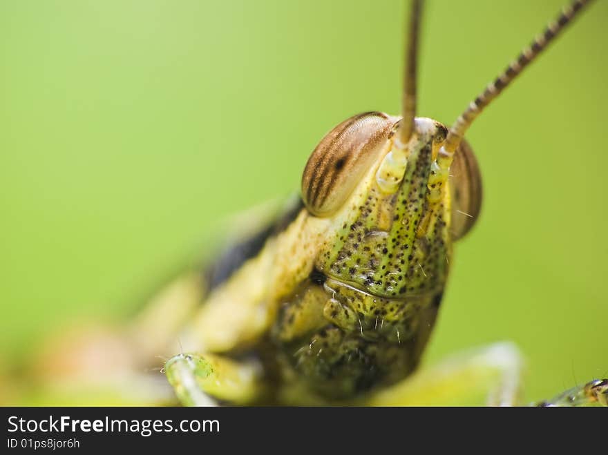 Close up of a grasshopper face. Close up of a grasshopper face