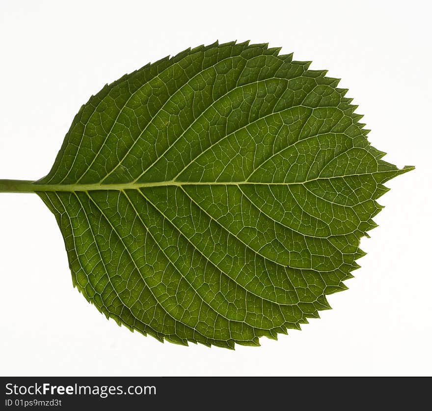 Green leaf on white background