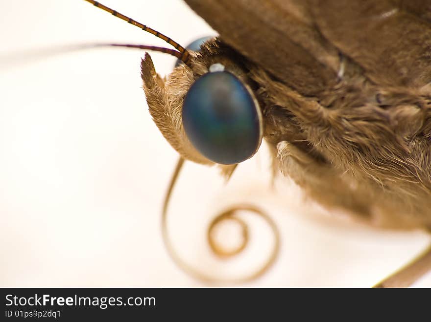 Close up of a butterfly