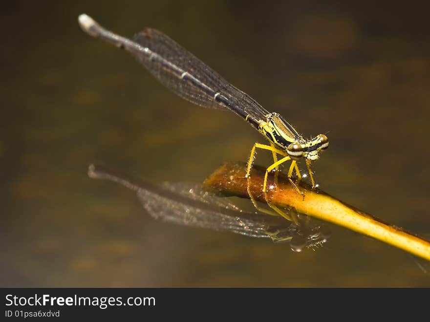 Damsel fly & reflection from the water