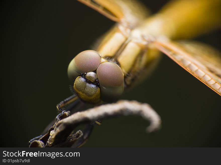 Close up of a dragon fly. Close up of a dragon fly