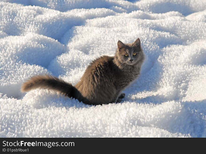 Puzzled cat sitting on a white snow. Puzzled cat sitting on a white snow