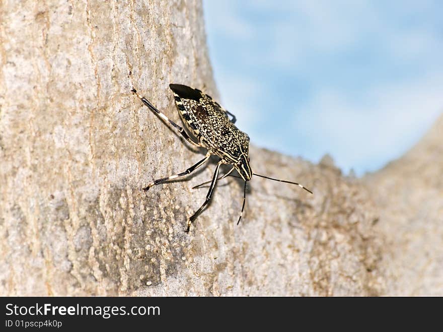 A stinkbug rest on tree