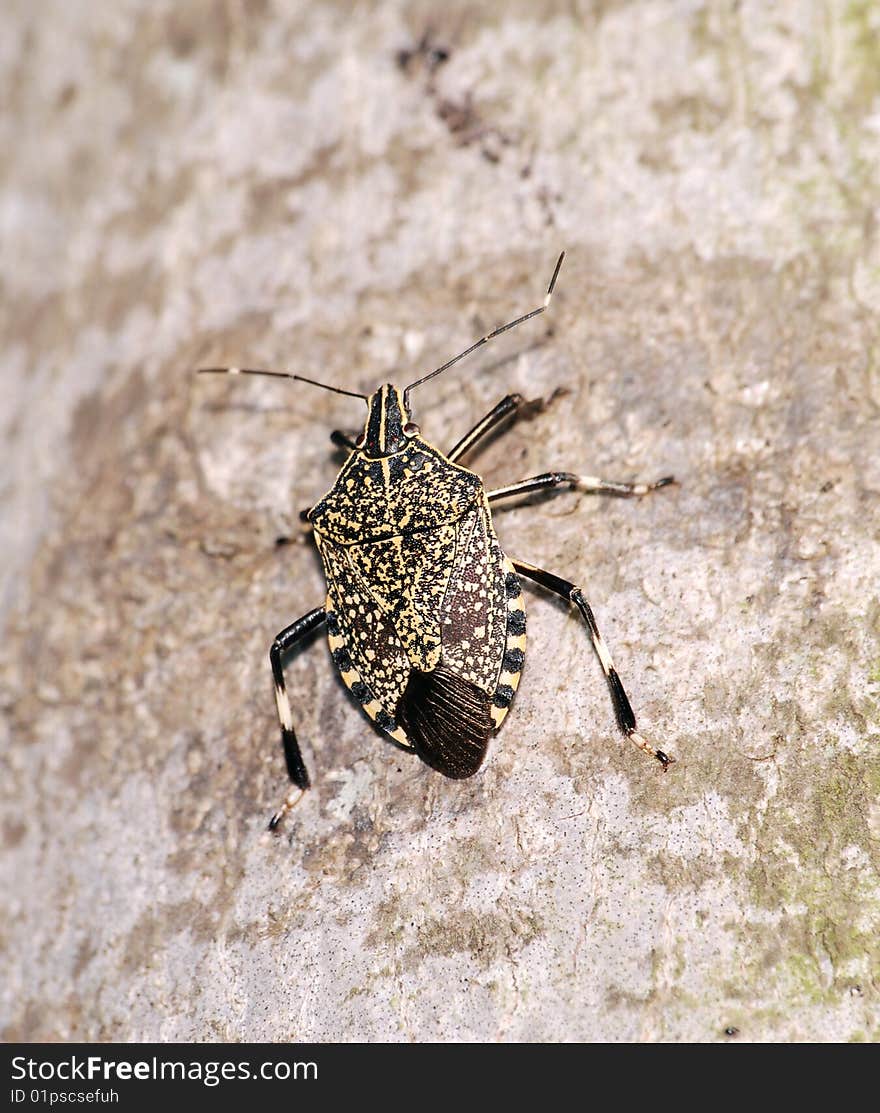 A stinkbug rest on tree