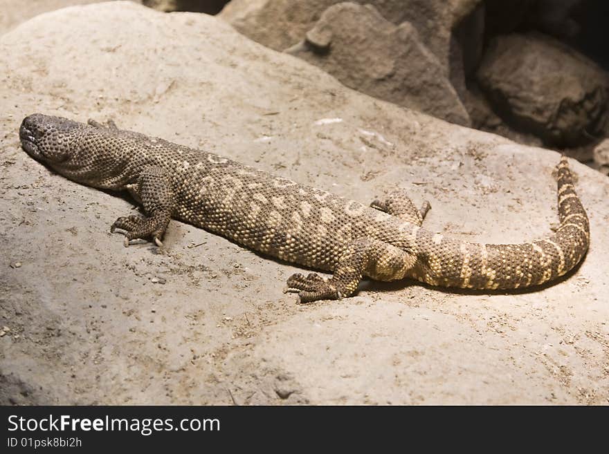 Lounging lizard on a rock