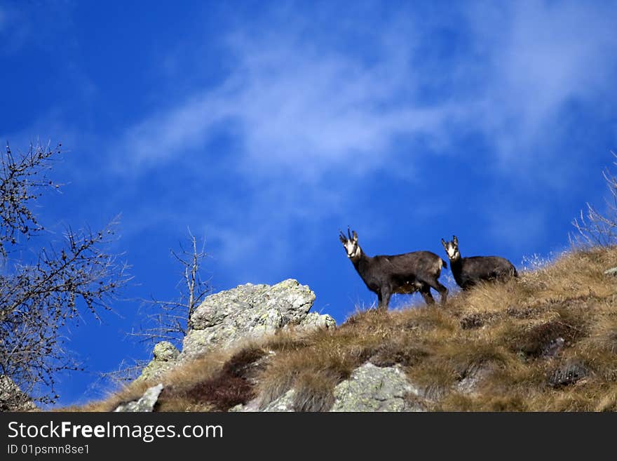 Chamois female and puppy skyline