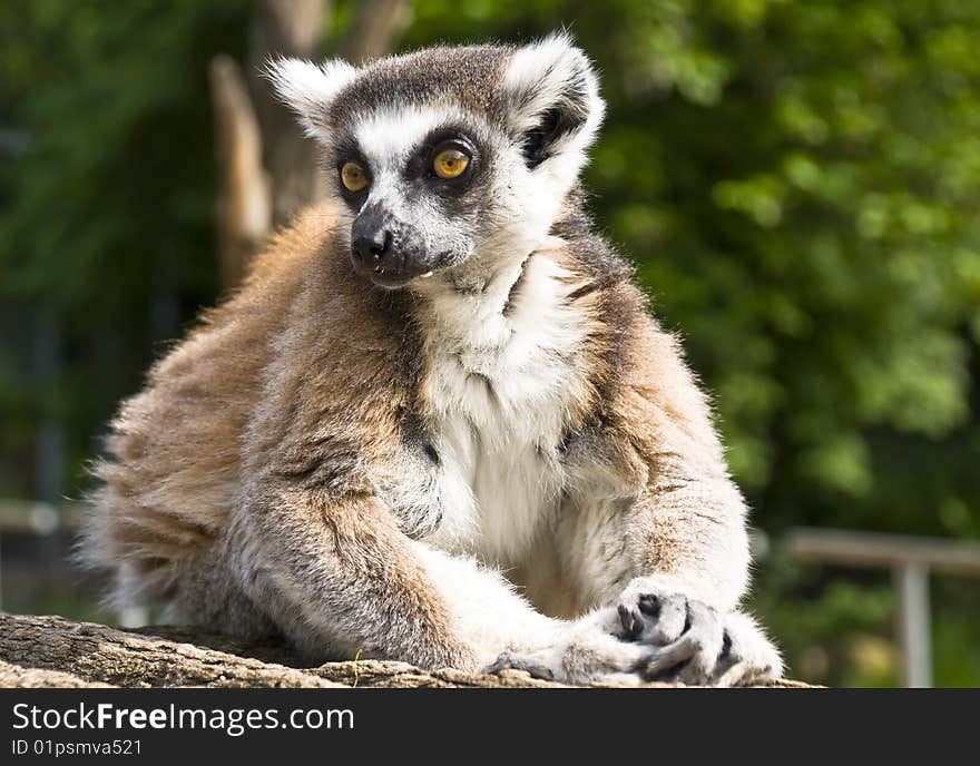 Beautiful lemur sits on a log